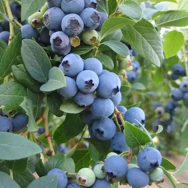 Bluecrop kék áfonya